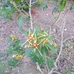 Strophanthus speciosus Flower