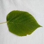 Tilia platyphyllosЛист