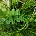 Vicia lathyroides Blatt