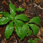 Tacca leontopetaloides Liść