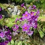 Primula bulleyana Blomma