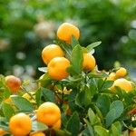 Citrus japonica 叶