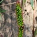 Setaria verticillata Gyümölcs