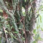 Euphorbia neriifolia Bark