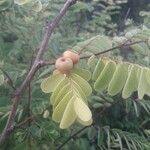 Breynia retusa Fruit