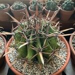Ferocactus herrerae Foglia