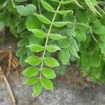 Sophora tomentosa Hoja