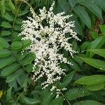 Sorbaria kirilowii ফুল