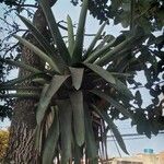 Aechmea distichantha Leaf