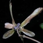 Tetrapterys tinifolia 花