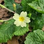 Primula vulgarisFleur