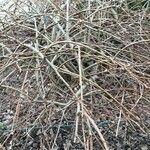 Salix discolor ശീലം