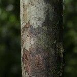 Talisia guianensis Bark