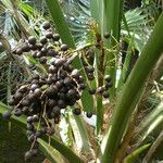 Sabal causiarum Fruit