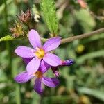 Melochia pyramidata Bloem