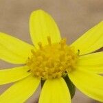 Senecio leucanthemifolius Flower