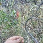 Clinacanthus nutans Цвят