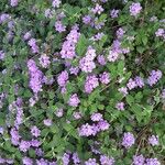 Lantana montevidensis Blüte