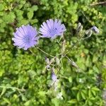 Lactuca macrophylla Fleur