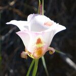 Calochortus venustus ᱵᱟᱦᱟ