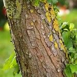 Pyrus communis Ŝelo