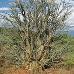 Sesamothamnus guerichii Habit