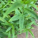 Penstemon cobaea Leaf