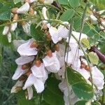 Robinia pseudoacacia Blüte