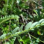 Astragalus hypoglottis Blad