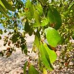 Terminalia buceras Leaf