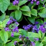 Heliotropium arborescens Celota