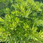 Morella pensylvanica Leaf