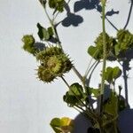 Medicago rigidula Mbuma