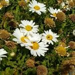 Argyranthemum thalassophilum Flower