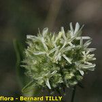 Saponaria bellidifolia Çiçek