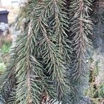 Picea pungens Deilen