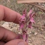 Anacamptis sancta Flor
