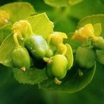 Euphorbia serrata Frukto