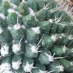 Mammillaria magnimamma Fulla