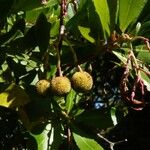 Arbutus unedo Плід