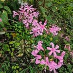 Nerine bowdenii Hábito