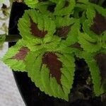 Coleus scutellarioides Foglia