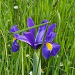 Iris latifolia 花