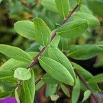 Polygala myrtifolia Leaf