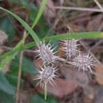 Caucalis platycarpos Mbuma