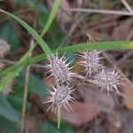 Caucalis platycarpos Fruit