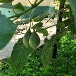 Solanum betaceum Fruit