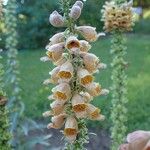 Digitalis ferruginea Fruit