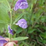 Scutellaria integrifolia Συνήθη χαρακτηριστικά