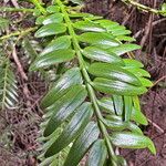 Falcatifolium taxoides Листок